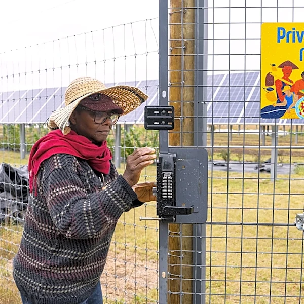 Minnesota agrivoltaics project shows promise of mixing farming, solar power