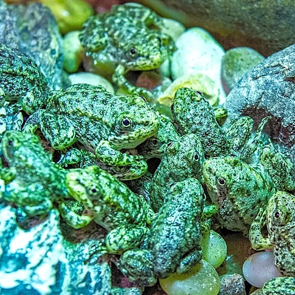 A California frog is on the brink of extinction. Long Beach’s aquarium has a plan to save it
