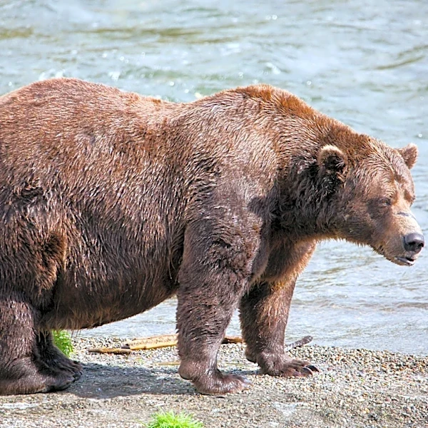Fat Bear Week opens for Alaska’s heavyweight crown. Can Chunk, the 1,200-pound champ, win again?