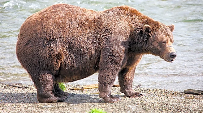 Fat Bear Week opens for Alaska’s heavyweight crown. Can Chunk, the 1,200-pound champ, win again?