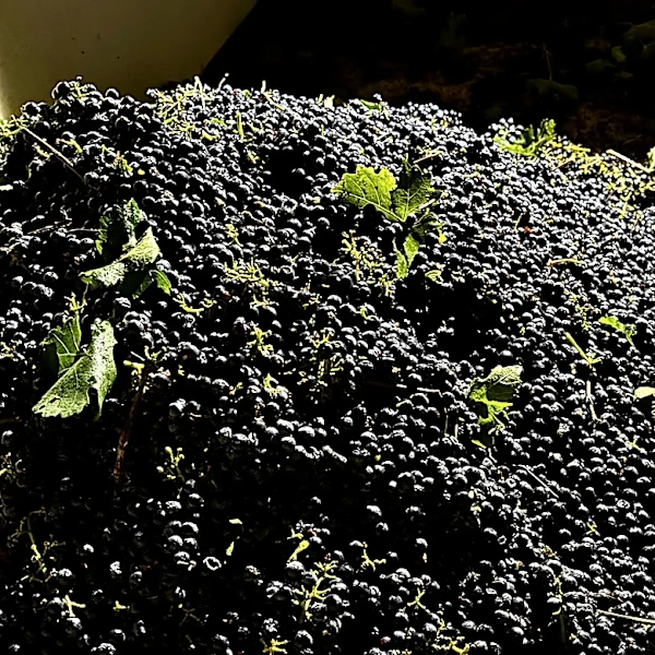 California farmers are struggling to sell grapes as demand for wine drops