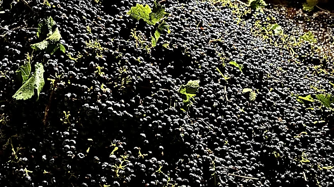 California farmers are struggling to sell grapes as demand for wine drops