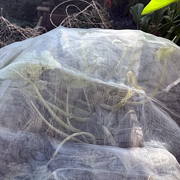 A simple row cover can save late-summer vegetables as frost threatens