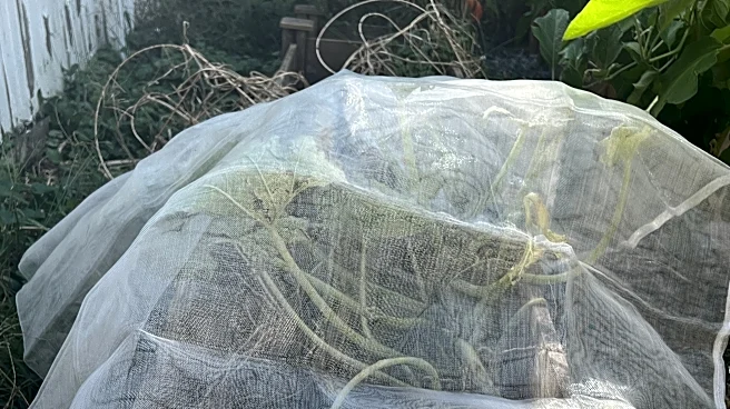 A simple row cover can save late-summer vegetables as frost threatens