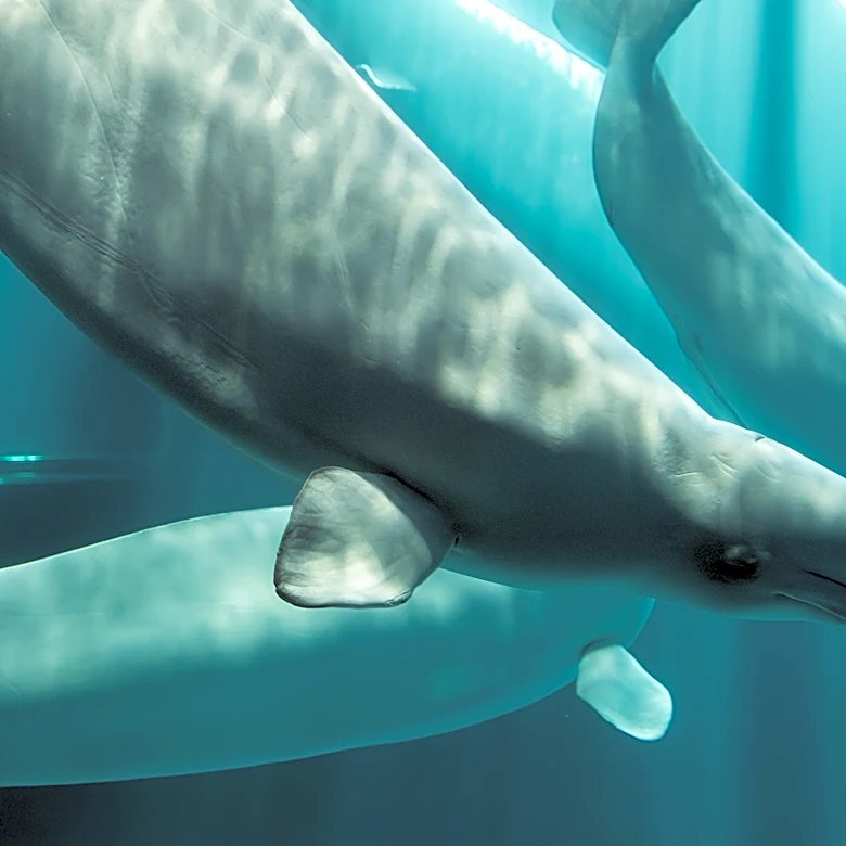 Another beluga whale dies at Chicago aquarium after rescue mission from Canada park