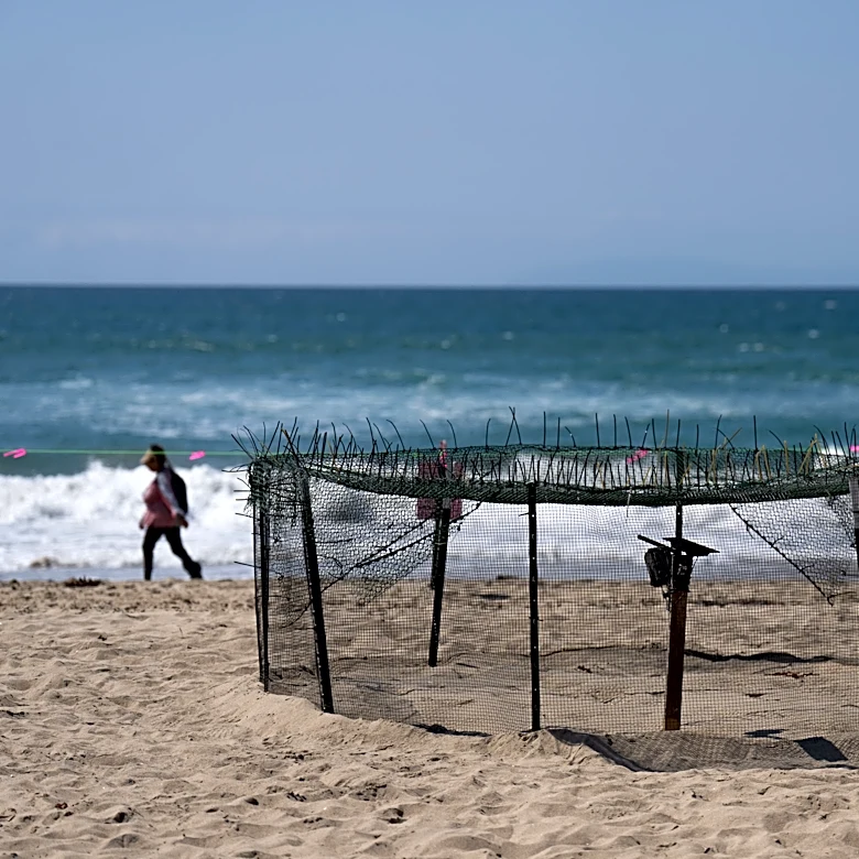 Agency says sea turtle eggs laid on California beaches are a first for the US West Coast