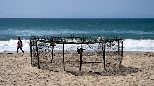 Agency says sea turtle eggs laid on California beaches are a first for the US West Coast