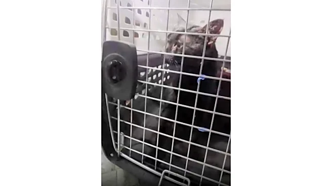 'Catman' to the rescue, as man pulls stuck Long Island pet to safety after long ordeal
