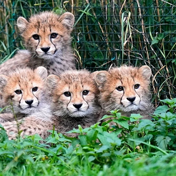 Cheetah cubs at Prague Zoo are doing well after a period of strong storms and their mother’s illness