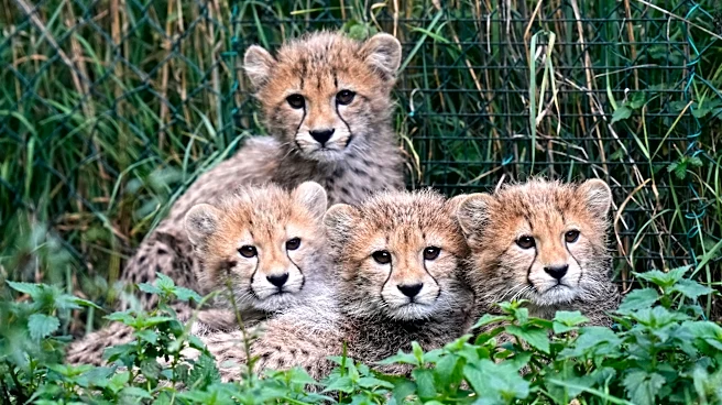 Cheetah cubs at Prague Zoo are doing well after a period of strong storms and their mother’s illness