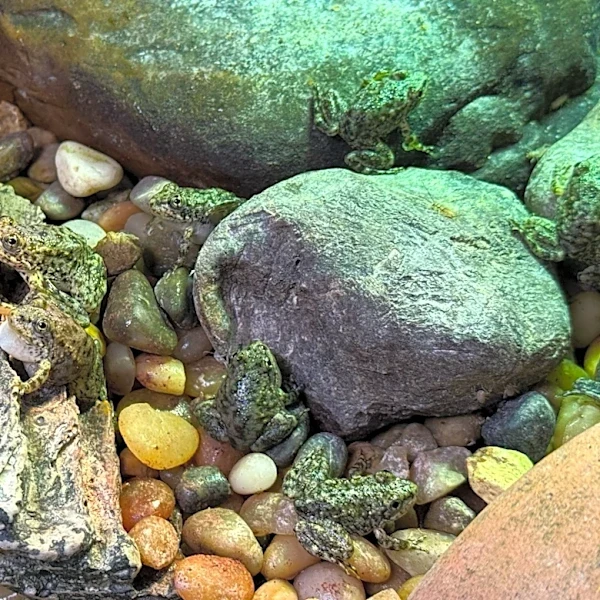 An endangered frog nursery in LA cares for hundreds of tadpoles until they're ready for the wild