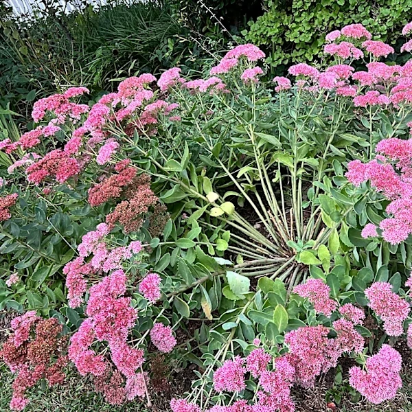 How, when and why to divide garden perennials for better blooming