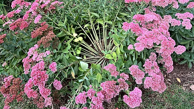 How, when and why to divide garden perennials for better blooming
