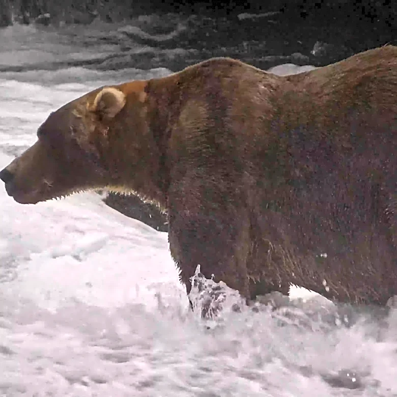 The final showdown of Alaska's Fat Bear Week comes down to heavyweights Bear 910 and Backpack