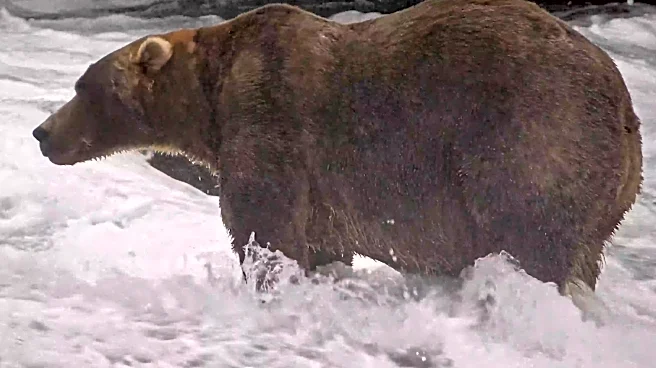 Gentle giant Backpack declared winner of Alaska's Fat Bear Week