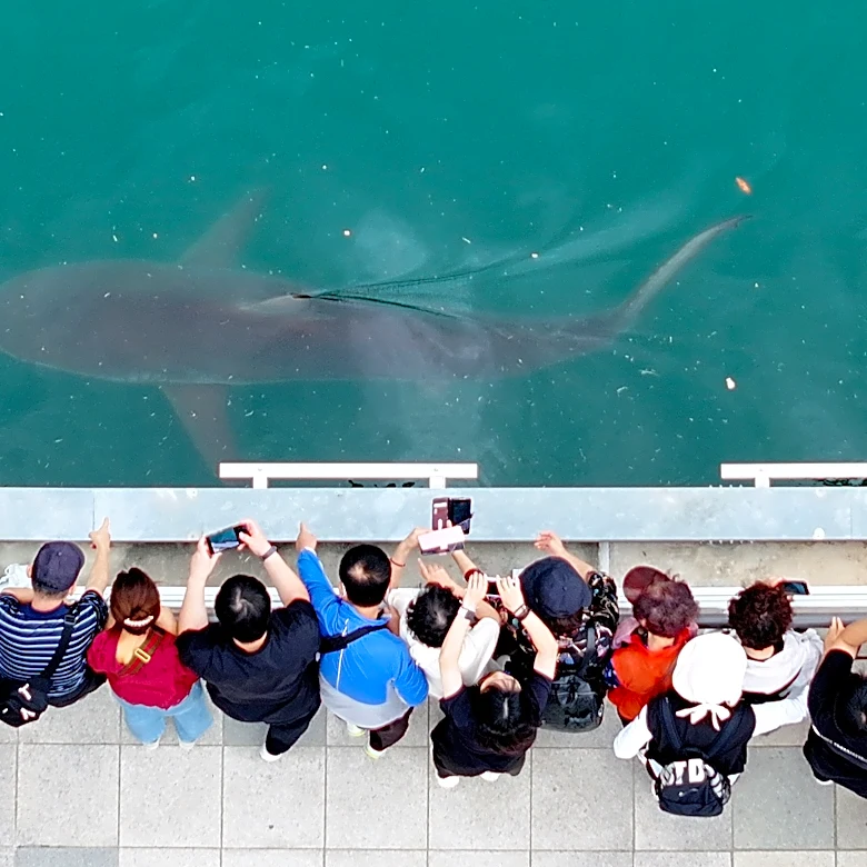 South Korea embraces a huge shark slowly circling a canal in the country's biggest port city