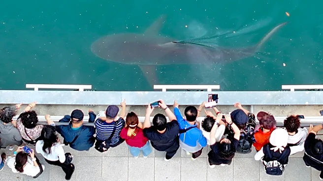 South Korea embraces a huge shark slowly circling a canal in the country's biggest port city