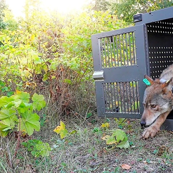 Isle Royale wolves inbred but likely to survive, study says