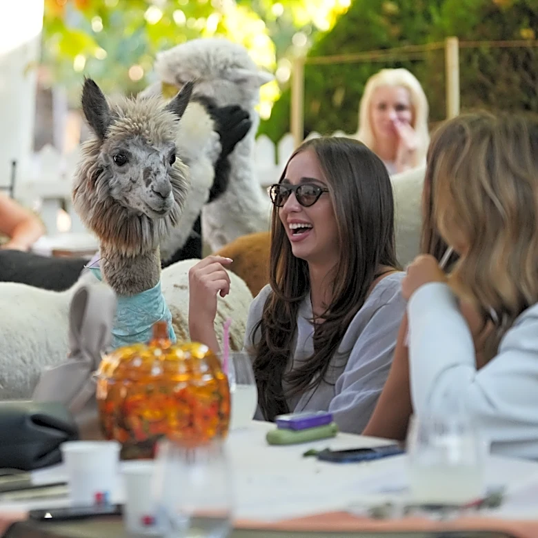 Not your everyday coffee in a Serbia cafe. Enjoy it in the company of alpacas