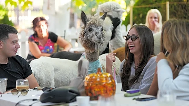 Not your everyday coffee in a Serbia cafe. Enjoy it in the company of alpacas