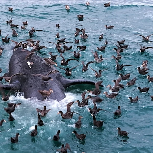 Scientists search for answers as baby whales wash up dead in Argentina