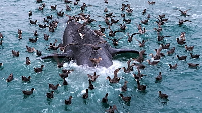 Scientists search for answers as baby whales wash up dead in Argentina
