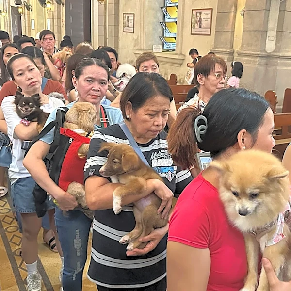 Wagging tails fill a Philippine church where priests bless pets for St. Francis feast