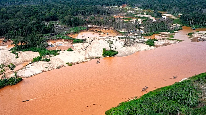 Interpol crackdown on illegal mining, logging and wildlife trafficking leads to 233 arrests