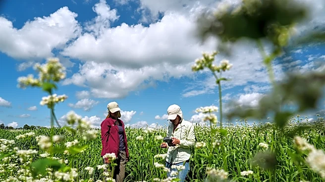 Enthusiasts hope the organic farm staple buckwheat can reach more fields and tables