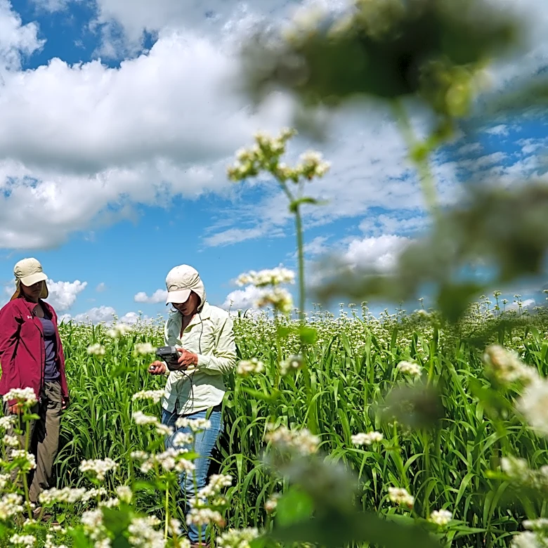 Buckwheat growers hope new markets can help it reach more tables