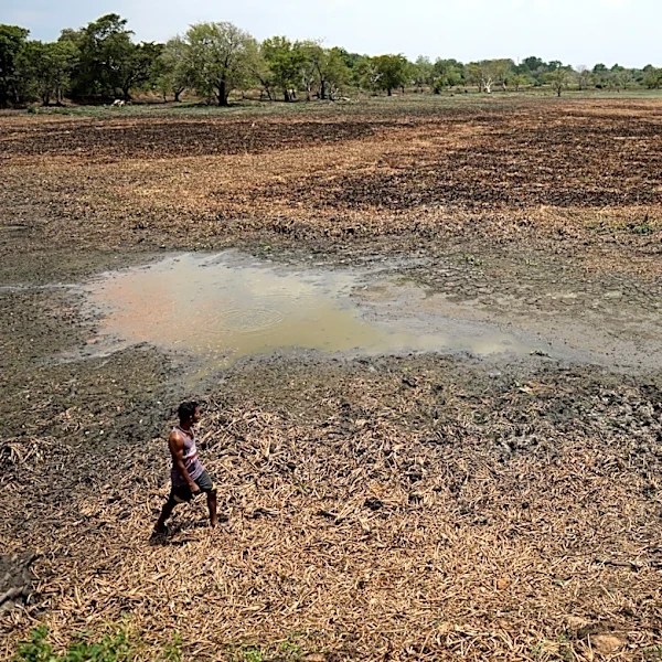 In drought-stricken Sri Lanka, farmers watch wells empty and wildlife crowd shrinking water holes
