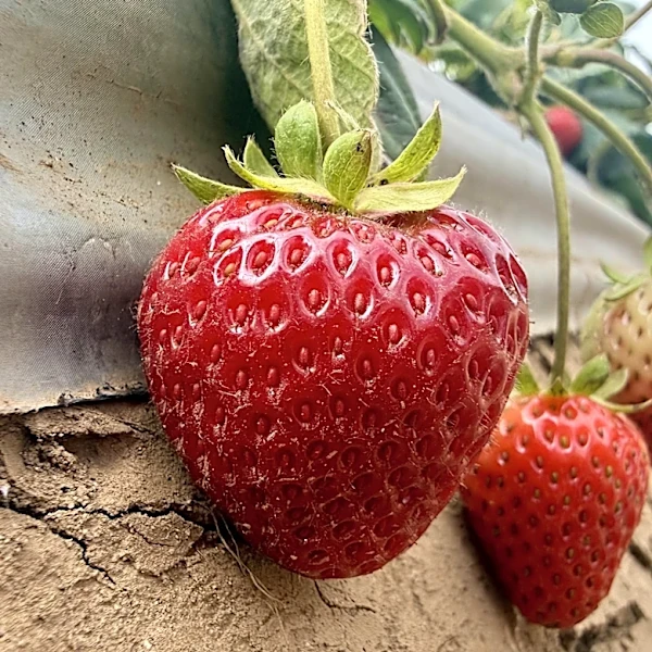 Strawberry farmer hopes steam holds the key to healthy soil and a better crop
