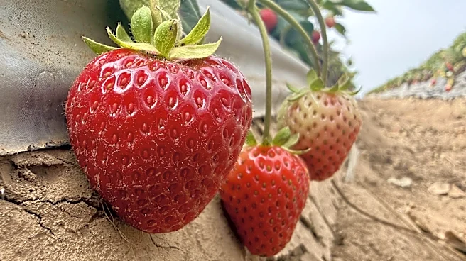 Strawberry farmer hopes steam holds the key to healthy soil and a better crop