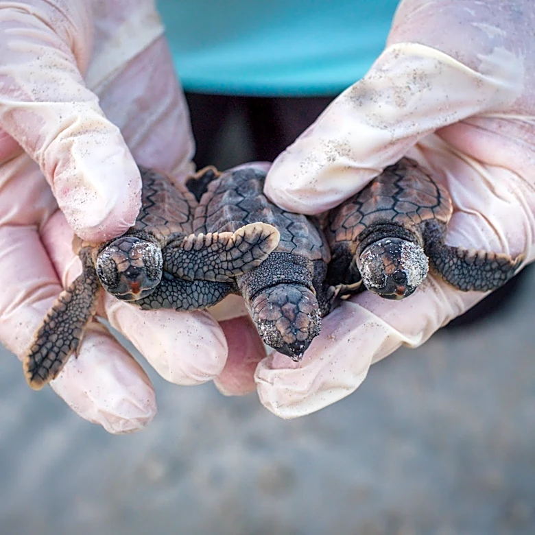 Peek inside Georgia’s record-setting sea turtle nesting season