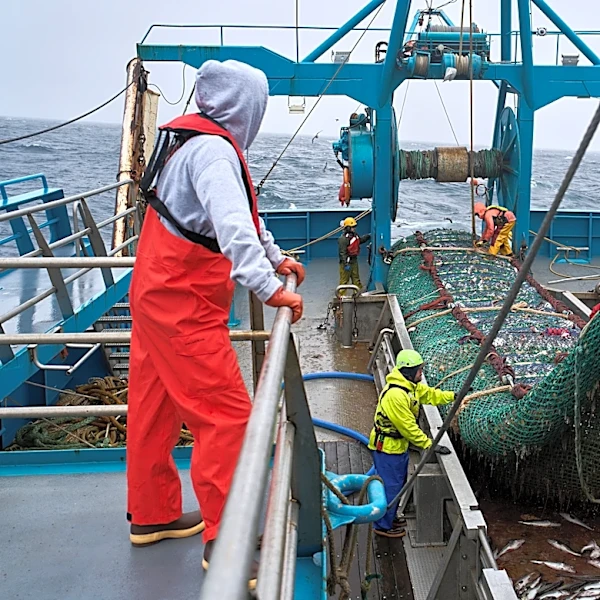 The fish behind America’s fish sticks is fueling a fight over trawling in Alaska