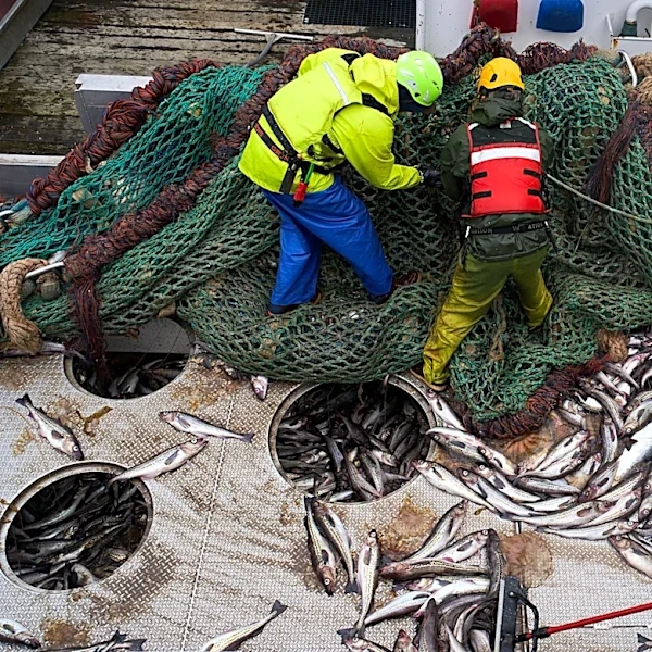 Takeaways from AP’s report on Alaska’s growing fight over trawling and bycatch