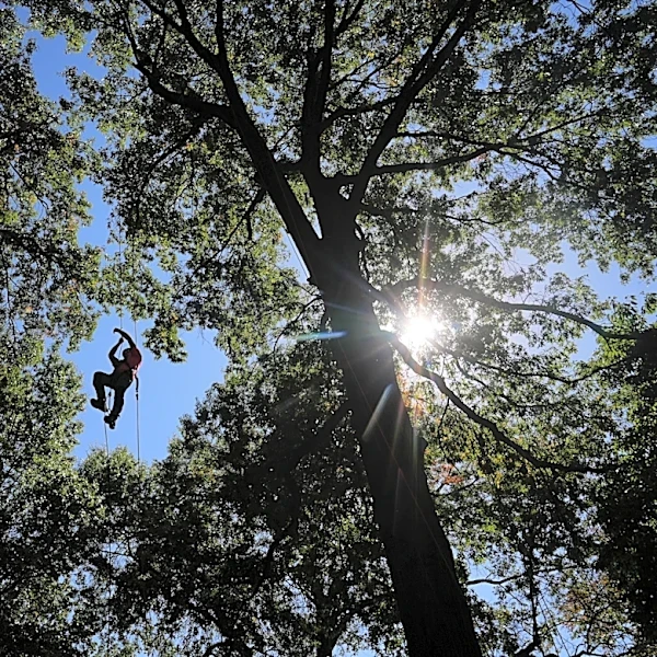 Climbers scale St. Louis trees during international tree climbing competition