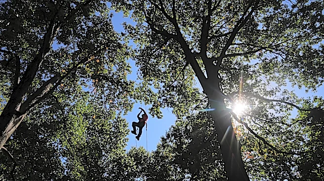 Climbers scale St. Louis trees during international tree climbing competition