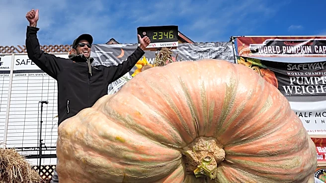 Giant pumpkins battle for heavyweight glory and the world record in California
