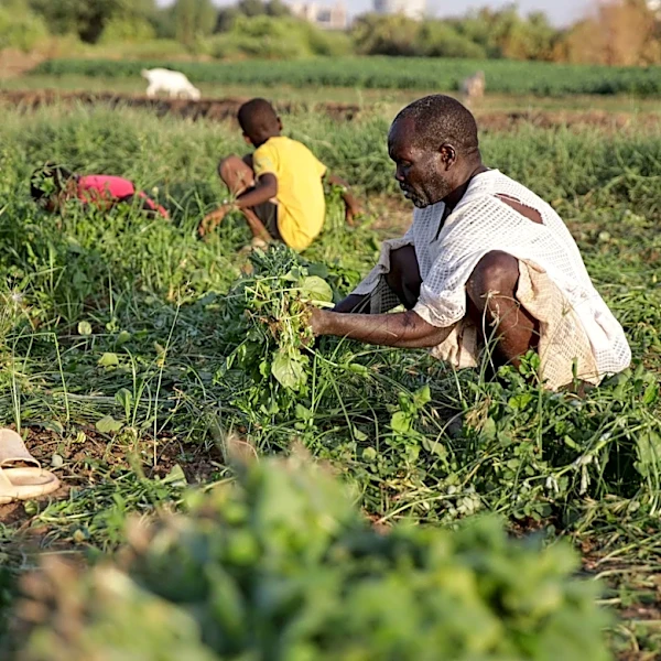 Sudan's famine risk worsened by conflict, draught and funding shortages, report says