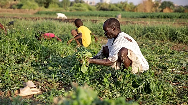 Sudan's famine risk worsened by conflict, draught and funding shortages, report says