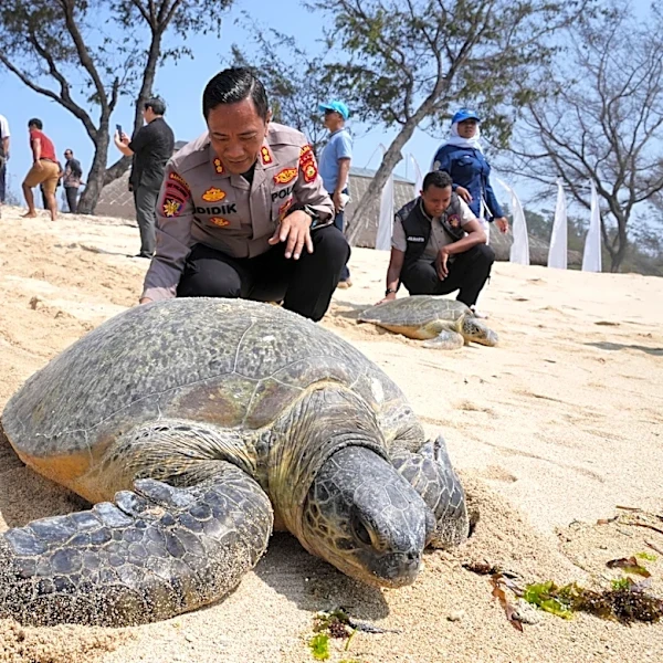 Indonesia returns 20 green sea turtles to the ocean after Bali smuggling raid