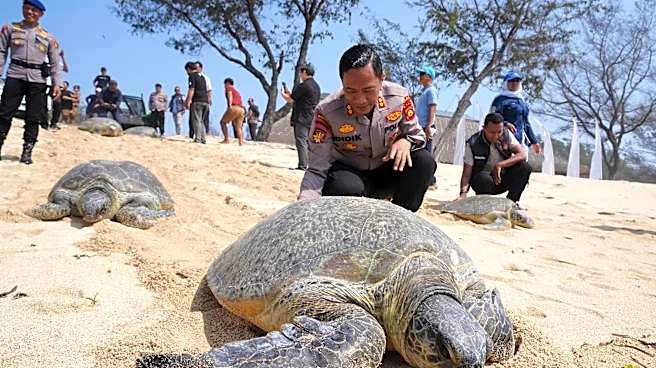 Indonesia returns 20 green sea turtles to the ocean after Bali smuggling raid