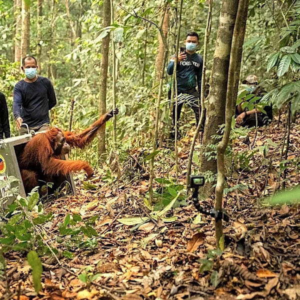 Indonesia relocates 8 orangutans into protected forest after rescue from wildfires