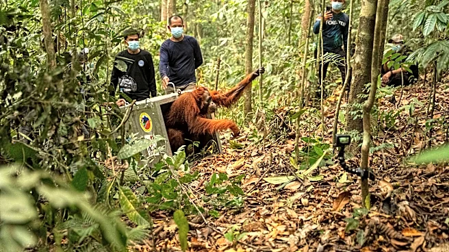 Indonesia relocates 8 orangutans into protected forest after rescue from wildfires