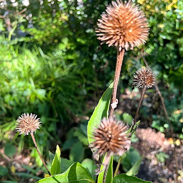 What to cut back and what to leave standing in your garden's fall cleanup