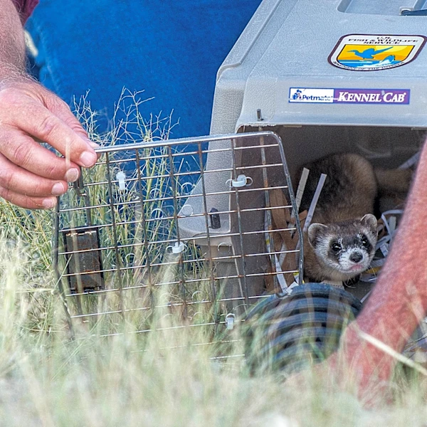No black-footed ferrets found in Meeteetse, 40 years after a rescue saved the species