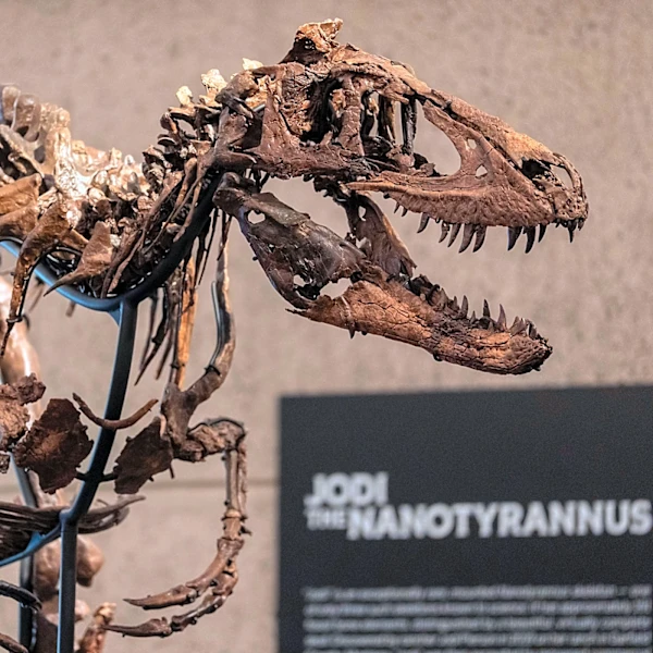 Rare fossil of T. rex cousin goes on display in New York before heading to auction