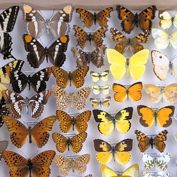 Nevada scientist among those logging ‘lost’ species as fewer endangered species are listed