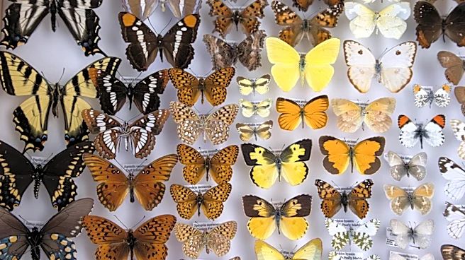 Nevada scientist among those logging ‘lost’ species as fewer endangered species are listed